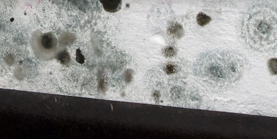 Commercial Mold Detection Removal Services Servicemaster Commercial Mold Detection Removal Services