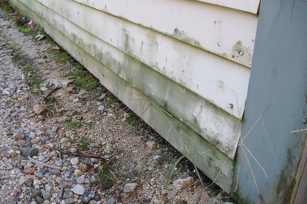 mold on home's siding